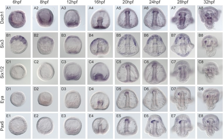 Figure 6—figure supplement 1.