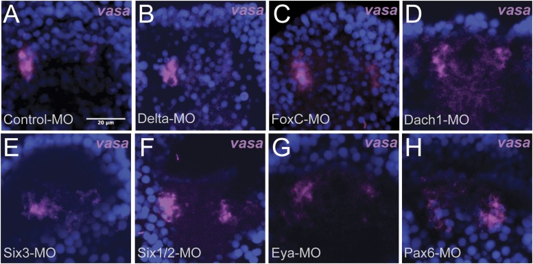 Figure 5—figure supplement 2.