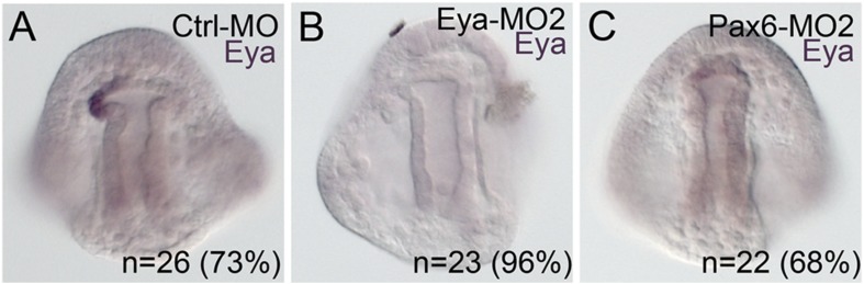 Figure 7—figure supplement 2.