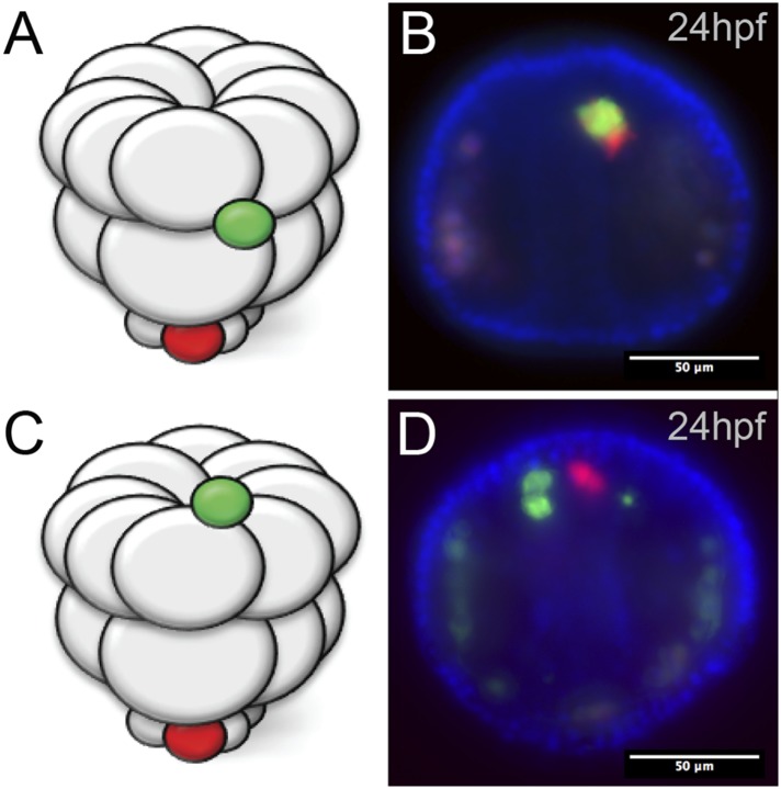 Figure 3—figure supplement 1.