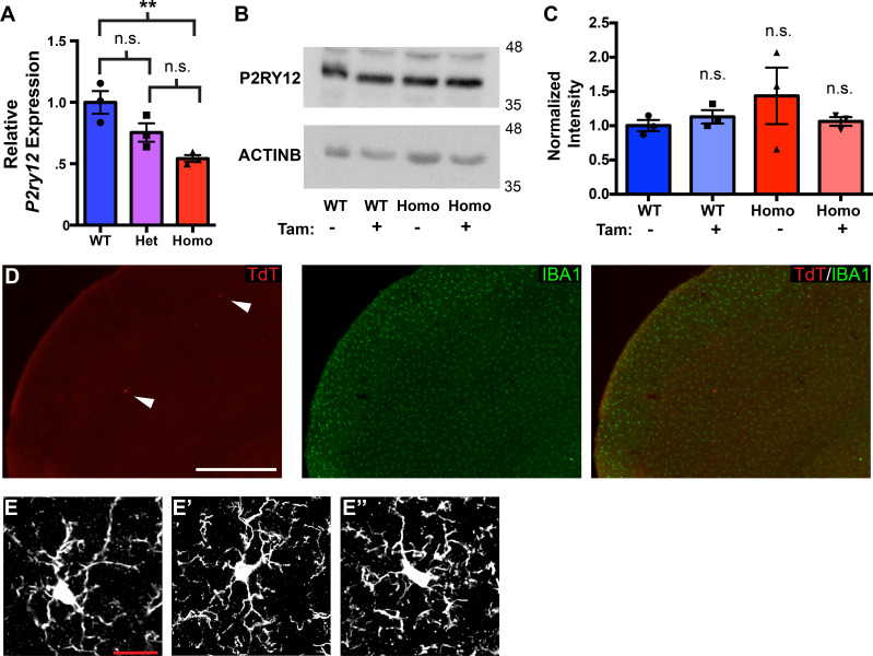 Figure 1—figure supplement 1.