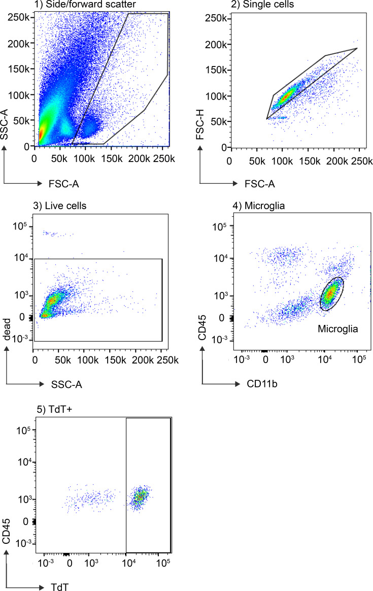 Figure 1—figure supplement 2.