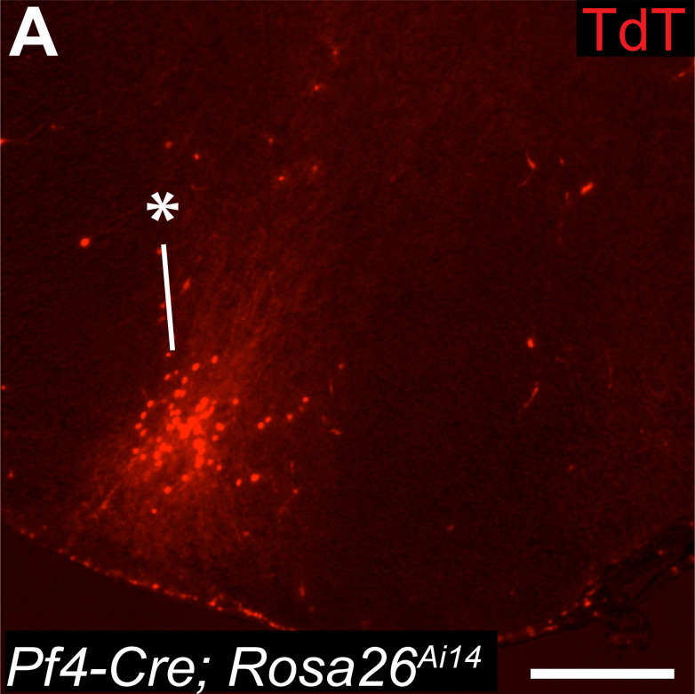 Figure 6—figure supplement 1.