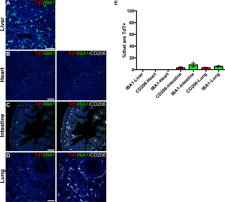 Figure 4—figure supplement 2.