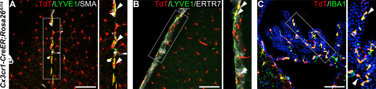 Figure 2—figure supplement 1.