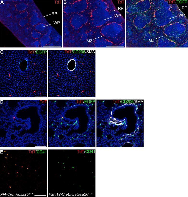 Figure 4—figure supplement 1.