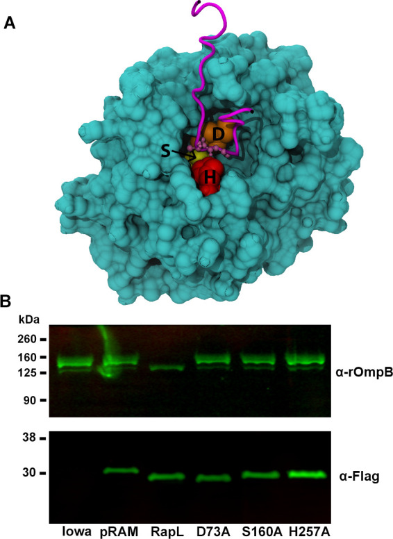 Fig 7