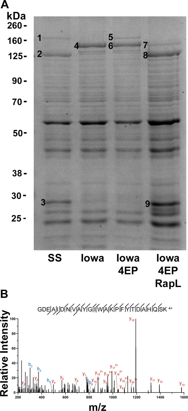 Fig 5