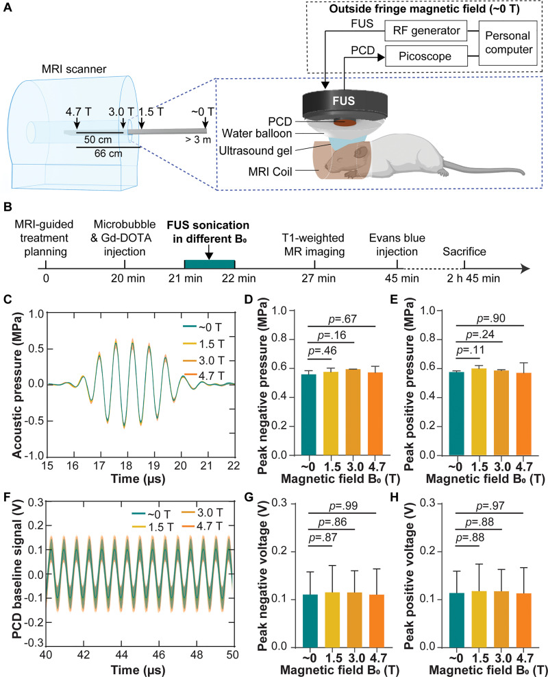 (A) Illustration of the experimental setup. Focused ultrasound (FUS) sonication was performed in different static magnetic fields (approximately 0, 1.5, 3.0, and 4.7 T) by positioning the mice at different distances from the isocenter of the MRI scanner. (B) Experimental timeline. (C) Acoustic pressure waveforms at the focus of the focused ultrasound transducer measured with an MRI-compatible fiber-optic hydrophone in different magnetic fields. Each solid line and shadow represents the mean ± standard deviation, respectively, of three repeated measurements in each magnetic field. Comparisons of (D) the peak negative pressure and (E) peak positive pressure in different magnetic fields. (F) Passive cavitation detection (PCD) baseline signals received when focused ultrasound was on but without microbubbles in different magnetic fields. The phase delays of the PCD baseline signals acquired from different mice in each magnetic field were calculated by means of cross correlation and compensated for calculating the mean (solid line) and standard deviation (shadow) of these signals. Comparisons of (G), the peak negative voltage and (H) peak positive voltage of the PCD baseline signals in different magnetic fields. Error bars indicate standard deviation. Gd-DOTA = gadoterate meglumine, RF = radiofrequency.