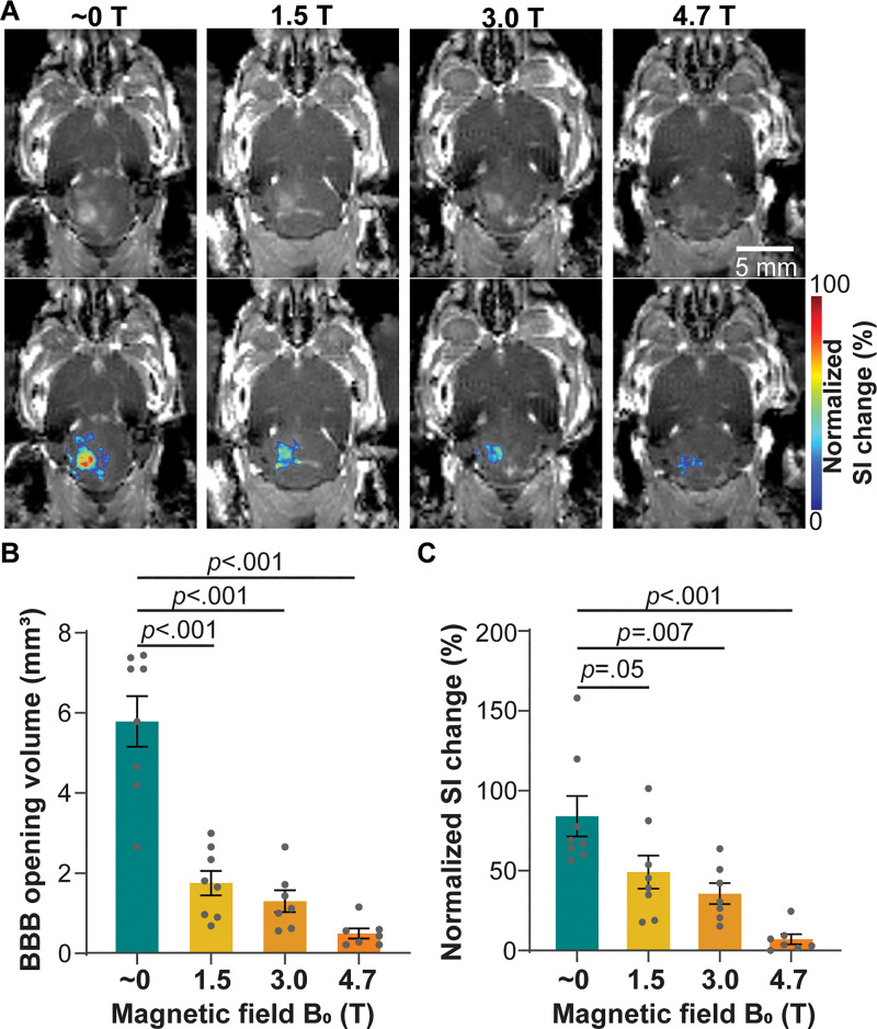 Contrast-enhanced MRI of mice treated with focused ultrasound–induced blood-brain barrier (BBB) opening in different magnetic fields. (A) Representative contrast-enhanced T1-weighted horizontal MRI scans show BBB opening in mice sonicated in different magnetic fields (approximately 0, 1.5, 3.0, and 4.7 T; top panel). BBB opening area is superimposed on the T1-weighted MRI scan, with the color indicating the normalized signal intensity (SI) change (bottom panel). (B) Quantification of the BBB opening volume of mice treated in different magnetic fields. (C) Quantification of normalized signal intensity change at the focused ultrasound–targeted location, comparing mice treated in different magnetic fields. Error bars indicate standard error of the mean.