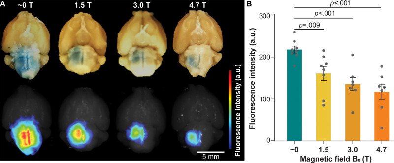 Evans blue delivery via focused ultrasound combined with microbubble-induced blood-brain barrier opening in different magnetic fields. (A) Representative photographs (top row) and corresponding fluorescence images (bottom row) of mouse brains treated in magnetic fields of approximately 0 T, 1.5 T, 3.0 T, and 4.7 T. (B) Fluorescence intensity quantification of mice treated in magnetic fields of approximately 0 T, 1.5 T, 3.0 T, and 4.7 T. Error bars indicate standard error of the mean.