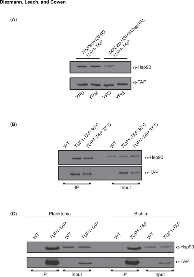 Fig 5