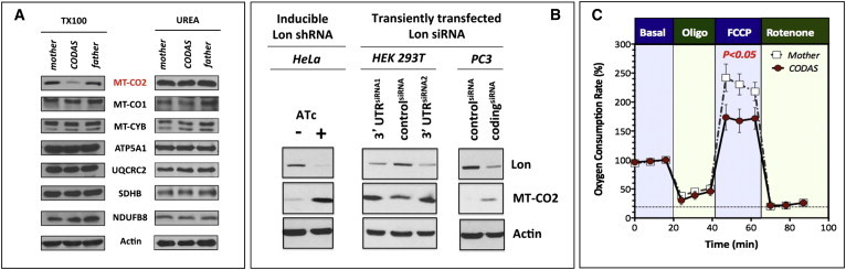 Figure 7