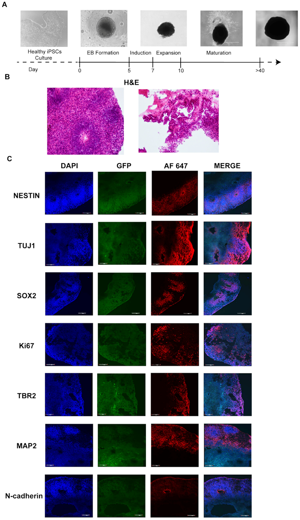 Fig. 7.