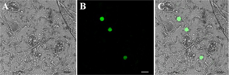 Fig 3