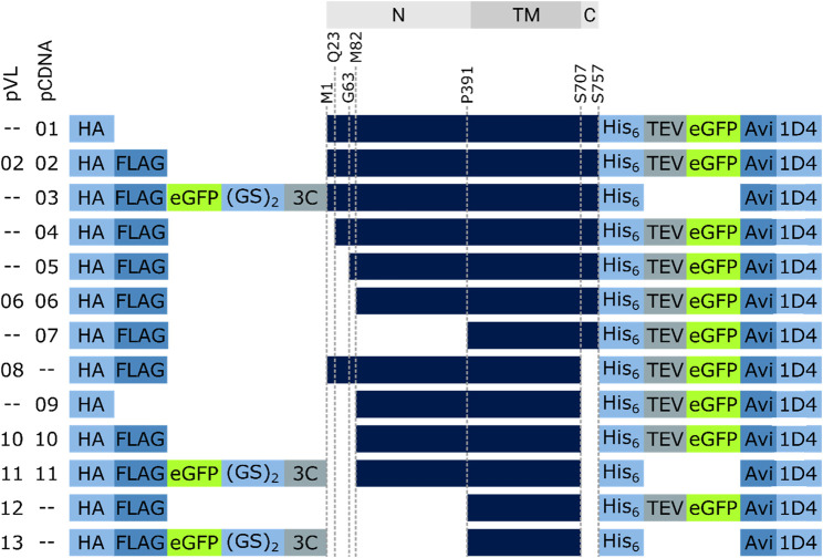 FIGURE 4