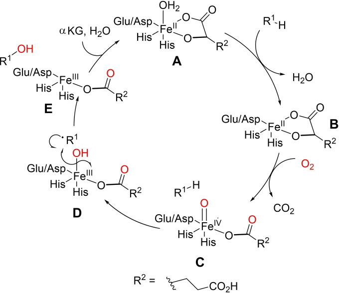 Scheme 3