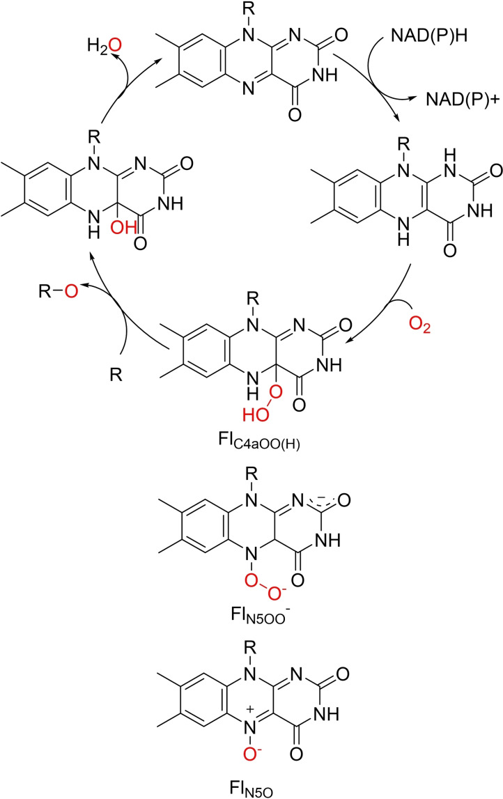 Scheme 2