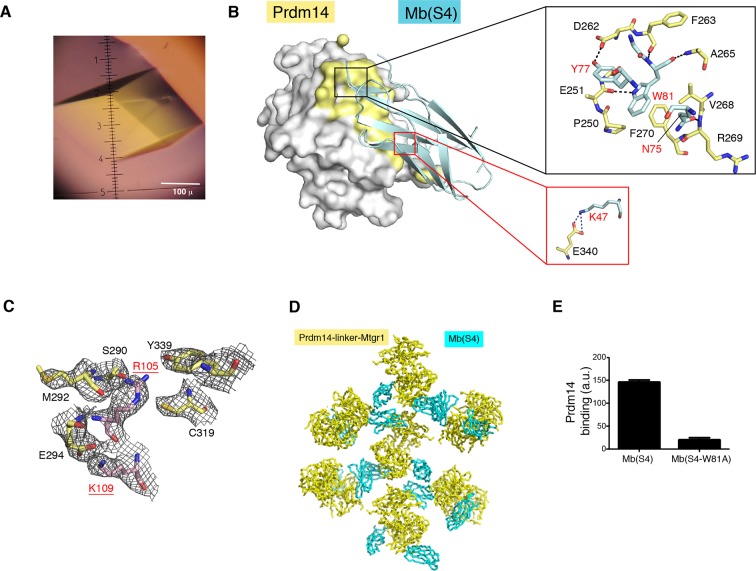 Figure 5—figure supplement 2.