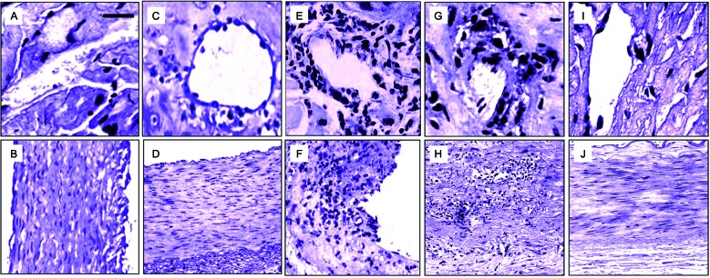 Fig. 2: