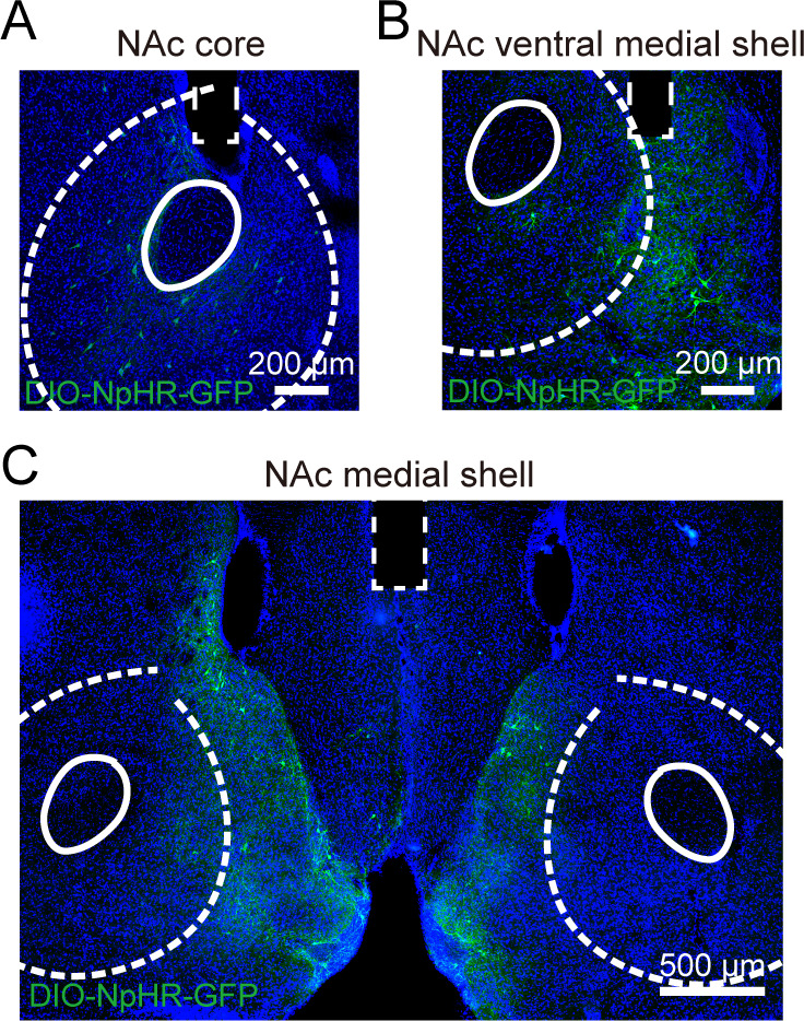 Figure 5—figure supplement 1.