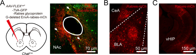 Figure 6—figure supplement 2.