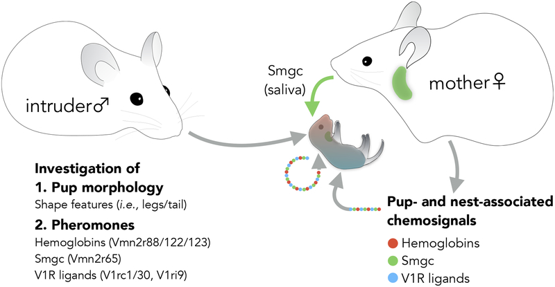 Figure 7: