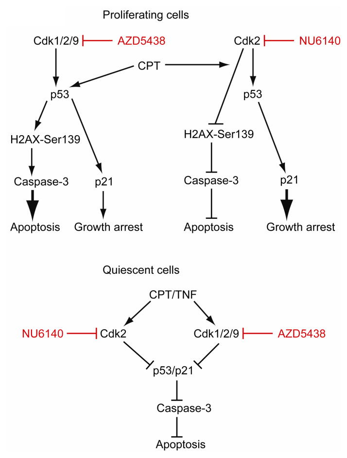 Fig. 10