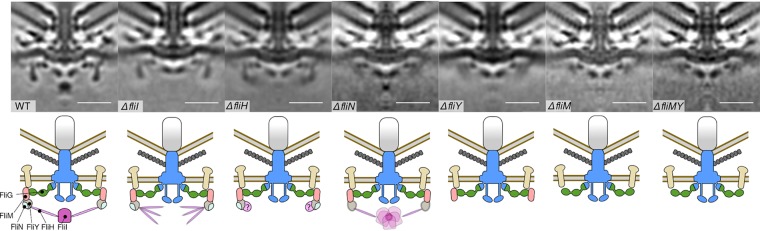 FIG 3