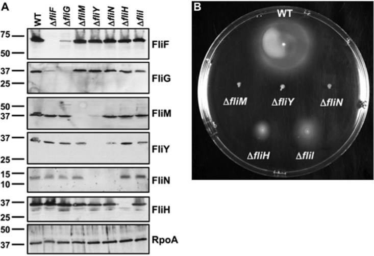 FIG 2