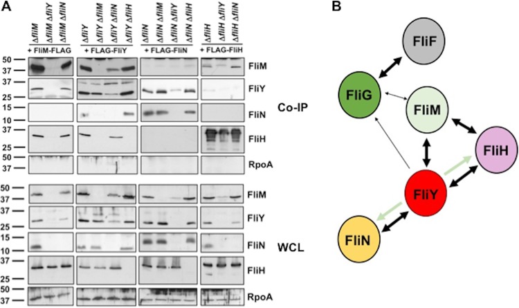 FIG 5