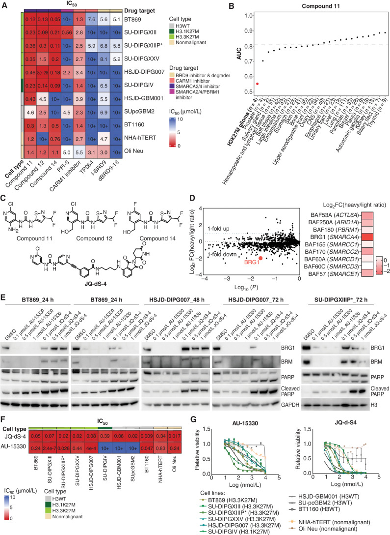 Figure 5. BAF complex ATPase inhibition and degradation are novel therapeutic strategies in pediatric H3K27M-glioma. A, Heat map of IC50 values comparing small-molecule inhibitors and a degrader targeting BAF complex members, and its regulators (BRG1/BRM inhibitors: Compounds 11, 12, 14, PFI-3; CARM1 inhibitors: CARM1 inhibitor, TP064; BRD9 inhibitor: I-BRD9; and BRD9 degrader: dBRD9-13) in H3.3K27M (n = 5), H3.1K27M (n = 1), and H3WT (n = 3) pediatric glioma neurosphere models and nonmalignant cell lines (n = 2, NHA-hTERT: immortalized normal human astrocytes, and Oli Neu: immortalized normal mouse OPCs). B, PRISM analysis of 694 cancer cell lines representing 23 lineages (Broad Institute), treated with a BRG1/BRM inhibitor (Compound 11) at an 8-point dose curve (3-fold dilution, with a maximum of 10 μmol/L) for 5 days. The black dashed line represents the mean AUC computed over cell lines of all lineages. Cancer lineages below this line represent those sensitive to BRG1/BRM inhibition by Compound 11. C, Chemical structures of BRG1/BRM inhibitors (Compounds 11, 12, and 14) and a novel BRG1/BRM degrader (JQ-dS-4). D, Log2 fold change (FC) of differential proteins (left) as assessed by SILAC of DMSO control (light isotope labeled) and 1 μmol/L JQ-dS-4 (heavy isotope labeled)–treated BT869 H3.3K27M-glioma neurospheres (2 days of treatment). Heat map (right) of BAF complex proteins (with encoding genes shown in parentheses) depleted upon JQ-dS-4 treatment in BT869 neurospheres. E, Immunoblot for BRG1 and BRM protein levels in BT869, HSJD-DIPG007, and SU-DIPGXIIIP* neurospheres treated with novel BRG1/BRM degraders (AU-15330 and JQ-dS-4) at indicated doses and time points. Cleaved PARP was used as a marker for apoptosis. Total H3 and GAPDH served as loading controls. F, Heat map of IC50 values comparing two BRG1/BRM degraders (JQ-dS-4 and AU-15330) in H3.3K27M (n = 5), H3.1K27M (n = 1), and H3WT (n = 3) pediatric glioma neurosphere models and nonmalignant cell lines (n = 2, NHA-hTERT: immortalized normal human astrocytes, and Oli Neu: immortalized normal mouse OPCs). G, Dose–response curves for BRG1/BRM degraders (AU-15330 and JQ-dS-4) in H3.3K27M (n = 5), H3.1K27M (n = 1), and H3WT (n = 3) pediatric glioma neurosphere models and nonmalignant cell lines (n = 2, NHA-hTERT: immortalized normal human astrocytes, and Oli Neu: immortalized normal mouse OPCs).