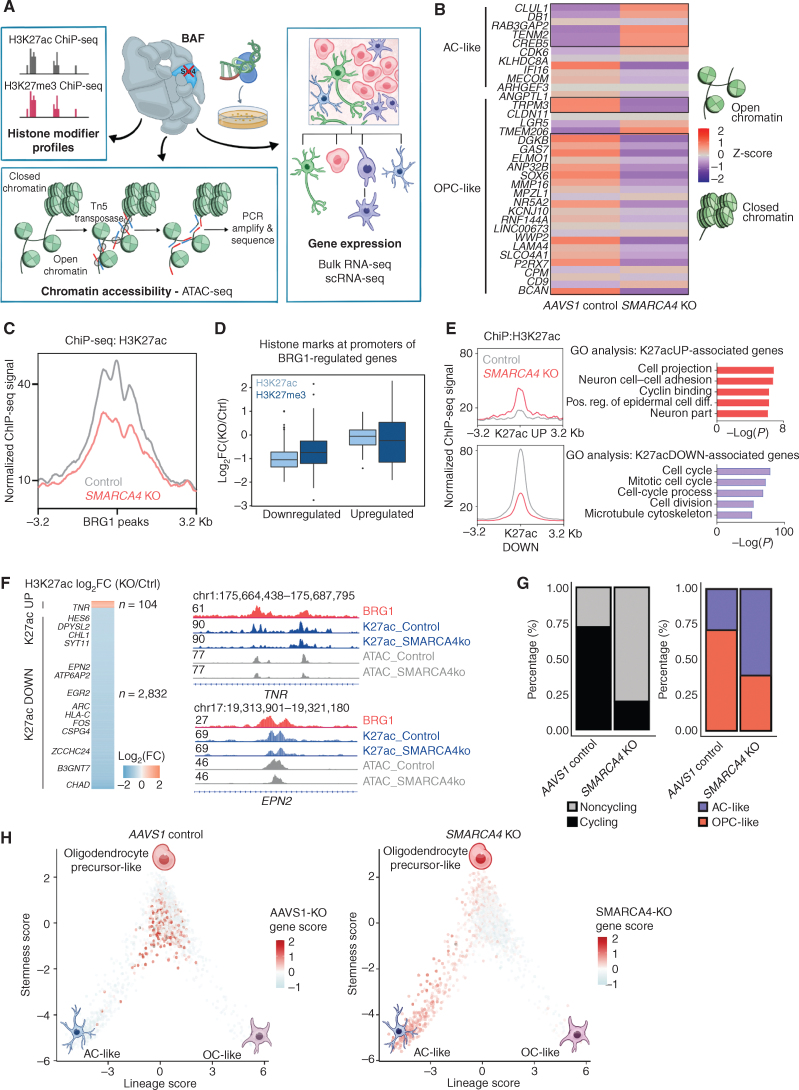 Figure 3. Genetic knockout of SMARCA4 reduces chromatin accessibility and gene expression of OPC-like markers and enriches for the AC-like subpopulation in H3K27M-glioma cells. A, Schematic showing biological assessment of SMARCA4 knockout in H3.3K27M-glioma neurospheres by ChIP-seq for histone modifications (H3K27ac and H3K27me3), assay for transposase-accessible chromatin using sequencing (ATAC-seq) for chromatin accessibility, bulk RNA sequencing (RNA-seq), and scRNA-seq for gene expression. B, Heat map depicting z-scores for chromatin accessibility of OPC-like and AC-like marker genes in AAVS1-negative sgRNA control and SMARCA4-knockout (KO) BT869 neurospheres. C, Profile plot depicting the average H3K27ac ChIP-seq signal at BRG1 binding sites (n = 1,335) in BT869 4 days after SMARCA4 knockout. The plot shows 6.4-kb regions, centered on BRG1 peaks. D, Promoter-associated H3K27ac and H3K27me3 ChIP-seq signal for genes differentially expressed [determined by bulk RNA-seq analysis, log2(fold change [FC]) ≥ |1|] in SMARCA4-knockout cells (4 days after nucleofections). E, Profile plots (left) depicting the average H3K27ac signal at H3K27ac locations divided into positive (UP) or negative (DOWN) signal changes 4 days after SMARCA4 knockout. The plots show 6.4-kb regions, centered on H3K27ac peaks. Gene ontology (GO) analyses (right) performed on H3K27ac peaks with increased (n = 104, K27acUP) or decreased (n = 2,832, K27acDOWN) acetylation levels upon SMARC4 knockout for 4 days. The top five enriched GO terms are displayed. Pos. reg. of epidermal cell diff., positive regulation of epidermal cell differentiation.F, Heat map (left) depicting fold change (as log2) of H3K27ac levels after SMARCA4 knockout for 4 days. Displayed are log2 fold changes > |1|. Genes indicated on the heat map are OPC-like markers associated with decreased H3K27ac levels after SMARCA4 depletion. Gene tracks (right) displaying BRG1 ChIP-seq signal in BT869 neurospheres, as well as H3K27ac and ATAC-seq, at two OPC-like marker genes (TNR and EPN2). G, Changes in the percentage of cycling versus noncycling (left) and OPC- and AC-like cancer cell subpopulations (right) in SMARCA4-knockout and AAVS1-negative sgRNA control cells 4 days after knockout in BT869 neurospheres as determined by scRNA-seq analysis. H, Single-cell expression scores of upregulated genes in BT869 SMARCA4-knockout or AAVS1-negative sgRNA control knockout cells projected onto scRNA-seq data of pediatric H3K27M-glioma primary tumors (n = 6).