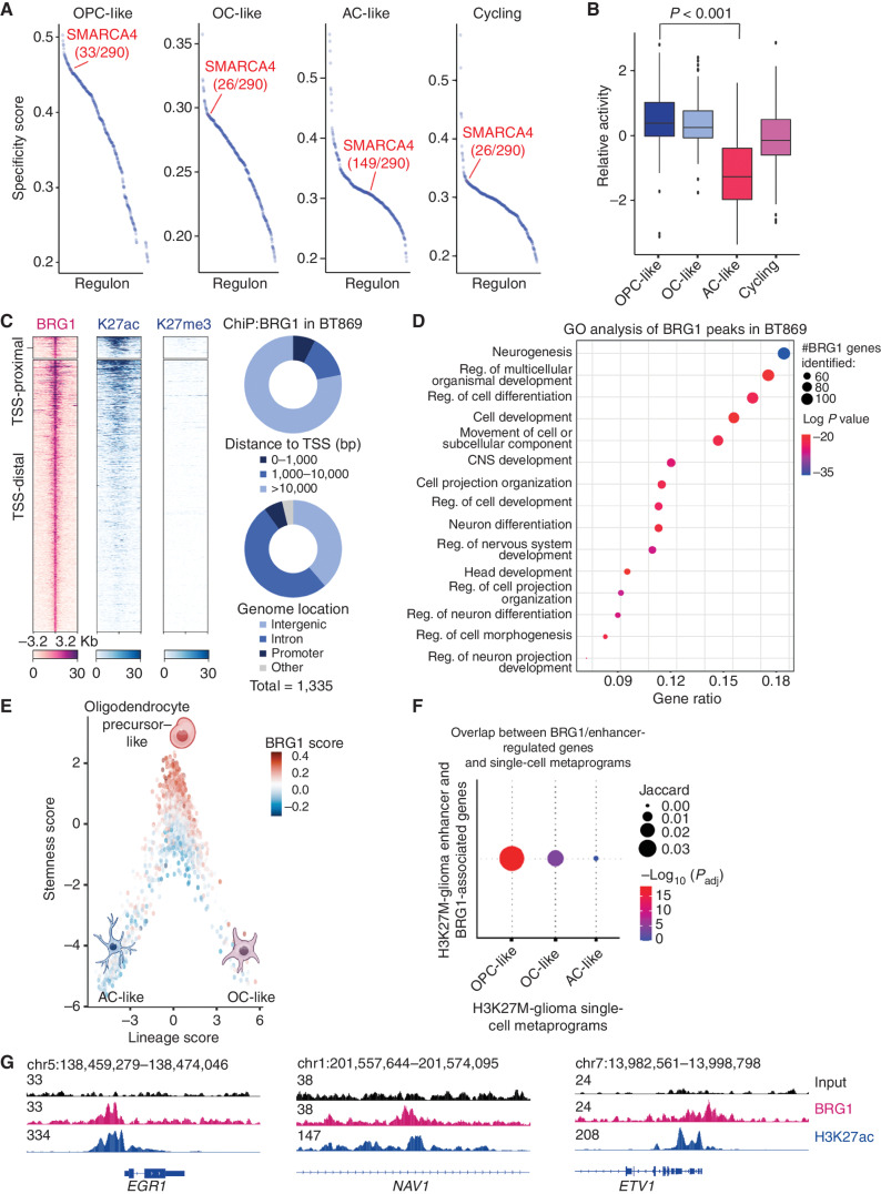 Figure 2. BRG1–BAF chromatin remodeling complex regulates the OPC stem cell–like state in pediatric H3K27M glioma. A, Specificity scores of all regulons as determined by SCENIC analysis of gene regulatory networks in cycling, OPC-like, AC-like, and OC-like subpopulations of pediatric H3K27M-glioma patient tumors (n = 6). B, Relative activity of SMARCA4 regulons in cycling, OPC-like, AC-like, and OC-like subpopulations of pediatric H3K27M-glioma patient tumors (n = 6). Significance was compared between the progenitor OPC-like and the mature AC-like subpopulation of H3K27M-glioma primary tumors using a Student t test. The median is marked by the middle line within the box plot, the first and third quartiles by the upper and lower limits, and the 1.5× interquartile range by the whiskers. C, Heat maps (left) depicting BRG1, H3K27ac, and H3K27me3 ChIP-seq signals in BT869 (H3.3K27M-glioma) neurospheres at BRG1 binding sites according to their distance to transcription start sites (TSS). Regions within 1 kb of the TSS were considered TSS-proximal sites (top, n = 99), whereas all others were classified as TSS distal (bottom, n = 1,236). Each row shows 6.4-kb regions, centered on BRG1 peaks and ranked by BRG1 ChIP-seq signal intensity. Color shading corresponds to ChIP-seq read counts. Distribution of BRG1 peak counts (right) according to their distance to the TSS and genome location. D, Biological processes as determined by gene ontology (GO) analysis associated with genes detected in close proximity to BRG1 peaks in the BT869 neurosphere model. The top 15 enriched GO terms are displayed. The gene ratio refers to the ratio between the number of genes associated with BRG1 peaks present in each GO term and in all GO terms. The number of genes related to BRG1 peaks and associated with each GO term is indicated by the size of the circle, and significance is depicted by the color scale. Reg., regulation. E, Single-cell expression scores of genes defined as BRG1 bound in the BT869 neurosphere model, projected onto the scRNA-seq data of H3K27M-glioma patient tumors (n = 6). OPC-like cancer cells (high stemness score) show higher expression of BRG1-bound genes than AC-like cancer cells (low stemness score and negative lineage score) or OC-like cancer cells (low stemness score and positive lineage score). F, Representation of the enrichment of H3K27M-glioma tumor transcriptional programs in BRG1-associated genes, defined by ChIP-seq in BT869 cells, overlapping with enhancer-regulated genes identified in H3.3K27M-glioma patient tumors. The largest circle indicates a higher overlap of BRG1/enhancer-regulated genes with the OPC-like transcriptional program in H3.3K27M-glioma tumors. Red color refers to significance in overlap, as determined by a hypergeometric test. G, Gene tracks display input, BRG1, and H3K27ac ChIP-seq signal at promoters and enhancers of marker genes of the OPC-like cancer cell state (EGR1, NAV1, and ETV1).