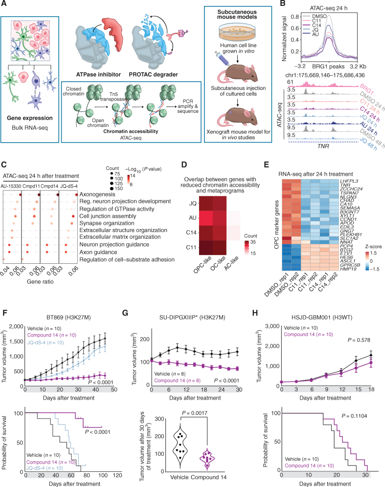 Figure 6. Pharmacologic targeting of the BAF complex in vitro and in vivo mimics the biological effects of SMARCA4 depletion in H3K27M glioma. A, Schematic showing biological assessment of BRG1/BRM ATPase inhibitor– and degrader–treated H3.3K27M-glioma neurospheres for changes in chromatin accessibility by ATAC-seq, gene expression by bulk RNA sequencing (RNA-seq), and in vivo efficacy of chemical compounds in subcutaneous xenograft mouse models. B, Profile plot (top) depicting average ATAC-seq signal at BRG1 binding sites (n = 1,335) in BT869 (H3.3K27M-glioma) neurospheres after 24 hours of treatment with 1 μmol/L of BRG1/BRM inhibitors [Compound 11 (C11), Compound 14 (C14)] and degraders [JQ-dS-4 (JQ), AU-15330 (AU)] and DMSO controls. The plot shows 6.4-kb regions, centered on BRG1 peaks. Gene tracks (bottom) exemplify changes in chromatin accessibility observed at BRG1 binding sites. Displayed are BRG1 ChIP-seq signal in control BT869 cells as well as ATAC-seq data on the same cells after 24 or 48 hours of treatment with 1 μmol/L of BRG1/BRM inhibitors or degraders and DMSO controls. C, Biological processes (gene ontology analysis) enriched in regions with decreased accessibility in BT869 neurosphere cells treated for 24 hours with 1 μmol/L of Compound (Cmpd) 14, Compound 11, JQ-dS-4, or AU-15330 as determined by ATAC-seq. The number of genes is indicated by the size of the circle, and significance is depicted by the color scale. Reg., regulation of. D, Overlap of genes with reduced chromatin accessibility in drug-treated BT869 neurospheres (as determined by bulk ATAC-seq) with single-cell transcriptional metaprograms in H3K27M glioma. BT869 cells were treated with 1 μmol/L of either Compound 11 (C11), Compound 14 (C14), JQ-dS-4 (JQ), or AU-15330 (AU) for 24 hours. The color scale indicates the number of overlapping genes. E, A heat map showing z-scores of gene expression of OPC-like metaprogram marker genes with statistically significant changes upon Compound 11 or 14 treatments in BT869 neurospheres after 24 hours. Colored bars indicate z-scores of gene expression. rep, replicate.F, Tumor volume measurements (top) in BRG1/BRM inhibitor Compound 14 (20 mg/kg i.p. daily)– or BRG1/BRM degrader JQ-dS-4 (50 mg/kg i.p. daily)–treated mice bearing BT869 (H3.3K27M-glioma) subcutaneous tumors as compared with vehicle controls (n = 10 mice per group). Data are shown as mean ± SEM, P < 0.0001 (unpaired t test comparing vehicle and Compound 14 groups). Kaplan–Meier survival curves (bottom) of mice treated with either Compound 14 (20 mg/kg i.p. daily) or JQ-dS-4 (50 mg/kg i.p. daily) for 60 days in a subcutaneous BT869 xenograft model (n = 10 mice per group). The P value was calculated using the log-rank (Mantel–Cox) test. Gray bars show the duration of treatment. G, Tumor volume measurements (top) in BRG1/BRM inhibitor Compound 14 (20 mg/kg i.p. daily)–treated mice bearing SU-DIPGXIIIP* (H3.3K27M) subcutaneous tumors as compared with vehicle controls (n = 8 mice per group). Data are shown as mean ± SEM, P < 0.0001 (unpaired t test). Gray bar shows the duration of the treatment. Tumor volume (bottom) measured after 30 days of Compound 14 treatment compared with vehicle control in mice bearing SU-DIPGXIIIP* (H3.3K27M) subcutaneous tumors. P = 0.0017 (unpaired t test). H, Tumor volume measurements (top) in BRG1/BRM inhibitor Compound 14 (20 mg/kg i.p. daily)–treated mice bearing HSJD-GBM001 (H3WT) subcutaneous tumors as compared with vehicle controls (n = 10 mice per group). Data are shown as mean ± SEM, P = 0.578 (unpaired t test). Kaplan–Meier survival curves (bottom) of mice treated with Compound 14 (20 mg/kg i.p. daily) for 30 days in a subcutaneous xenograft model of HSJD-GBM001 (n = 10 mice per group). The P value was calculated using the log-rank (Mantel–Cox) test. Gray bars show the duration of treatment.