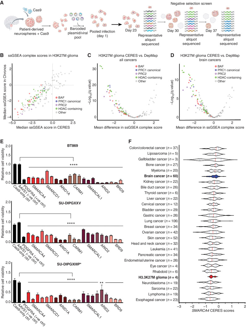 Figure 1. Epigenetic CRISPR screen identifies BAF complex as a novel dependency in pediatric H3K27M glioma. A, Schematic of epigenetic-focused CRISPR/Cas9-negative selection screen conducted in one H3WT-glioma and four H3.3K27M-glioma neurosphere models. B, ssGSEA of top-scoring protein complexes in four H3.3K27M-glioma models using Chronos and CERES dependency scores. C, Mean difference in ssGSEA complex scores (more negative scores indicate selective dependencies) for BAF, PRC1, PRC2, and HDAC-containing complexes in four H3.3K27M-glioma models compared with 855 human adult and pediatric cancer cell lines in the DepMap (Broad Institute). D, Mean difference in ssGSEA complex scores for BAF, PRC1, PRC2, and HDAC-containing complexes in four H3.3K27M-glioma models compared with 60 adult and pediatric brain cancer cell lines in the DepMap (Broad Institute). E, Relative cell viability across three H3.3K27M-glioma neurosphere lines following single-gene CRISPR/Cas9-mediated knockout of BAF complex genes (normalized to AAVS1-negative sgRNA control, n = 3). Three bars are shown per gene to indicate three individual sgRNAs used for knockout (sgRNA sequences are provided in Supplementary Table S5). Data are shown as mean ± SEM; ****, P < 0.0001; **, P = 0.0065. F, Dependency scores (CERES) for SMARCA4 in four H3.3K27M-glioma models compared with 23 other cancer types reported in the DepMap (Broad Institute). The median is indicated by the red dashed line, and quartiles are shown in dotted lines. Types of cancer models are displayed in descending order from least sensitive to knockout to the most sensitive (most negative median CERES score).