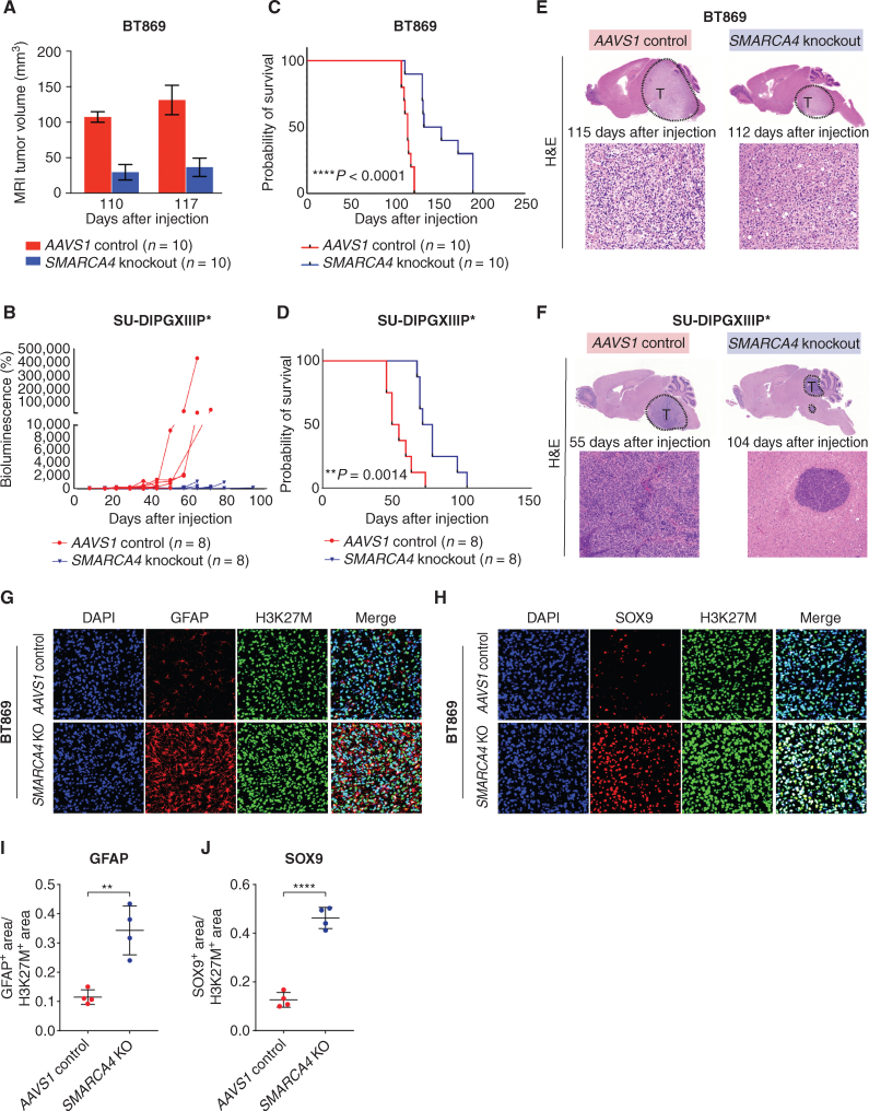 Figure 4. Genetic knockout of SMARCA4 reduces tumorigenicity of H3K27M-glioma PDX models. A, Quantifications of MRI in PDX mice bearing tumors with either AAVS1-negative sgRNA control or SMARCA4 knockout in BT869 cells (H3.3K27M-glioma, biopsy-derived, n = 10 per group) at 110 and 117 days after injections. B, Quantifications of in vivo bioluminescence measurements in PDX mice bearing tumors with either AAVS1-negative sgRNA control or SMARCA4 knockout in SU-DIPGXIIIP* cells (H3.3K27M-glioma, autopsy-derived, n = 8 per group) until 93 days after injections. C, Kaplan–Meier survival curves of BT869 PDX mice following SMARCA4 knockout compared with AAVS1 controls. The median survival of SMARCA4-knockout mice was 144 days after injection compared with 115 days in AAVS1 controls; ****, P < 0.0001 (n = 10 mice per group). D, Kaplan–Meier survival curves of SU-DIPGXIIIP* PDX mice after the loss of SMARCA4 compared with AAVS1 controls. Median survival of SMARCA4-knockout mice was 75.5 days after injection compared with 52.5 days in AAVS1 controls; **, P = 0.0014 (n = 8 mice per group). E, Representative hematoxylin and eosin (H&E) staining in AAVS1 control and SMARCA4 knockout BT869 PDX tumors collected at end-stage disease. The number of days indicated in the figure refers to the survival endpoint for each mouse from the date of tumor cell injections. F, Representative H&E staining in AAVS1 control and SMARCA4-knockout SU-DIPGXIIIP* PDX tumors collected at end-stage disease. The number of days indicated in the figure refers to the survival endpoint for each mouse from the date of tumor cell injections.G, Representative immunostaining for nuclei (DAPI), oncohistone (H3K27M), and AC-like marker (GFAP) in AAVS1 control and SMARCA4-knockout (KO) BT869 PDX tumors collected at the end-stage disease. H, Representative immunostaining for nuclei (DAPI), oncohistone (H3K27M), and AC-like marker (SOX9) in AAVS1 control and SMARCA4-knockout BT869 PDX tumors collected at end-stage disease. I, Quantification of immunofluorescence staining for GFAP in AAVS1 control (n = 4) and SMARCA4-knockout (n = 4) BT869 PDX tumors collected at end-stage disease (**, P = 0.002, unpaired t test). J, Quantification of immunofluorescence staining for SOX9 in AAVS1 control (n = 4) and SMARCA4-knockout (n = 4) BT869 PDX tumors collected at end-stage disease (****, P < 0.0001, unpaired t test).