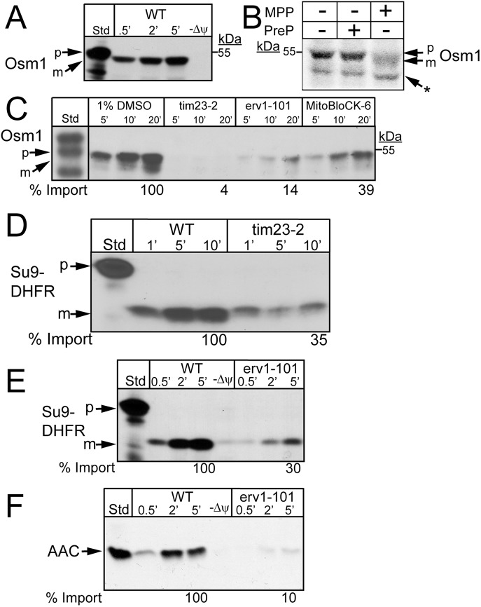 FIGURE 3: