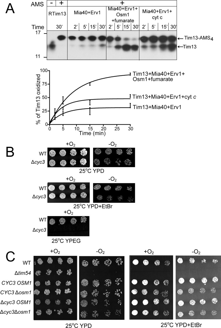 FIGURE 6: