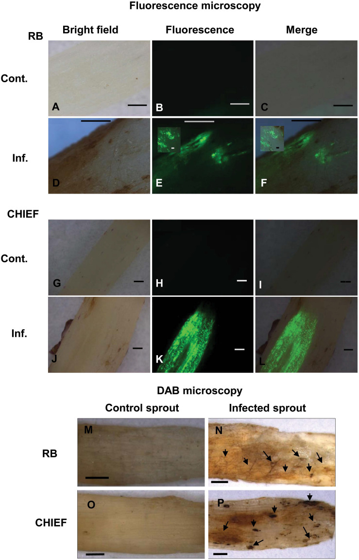 FIGURE 3