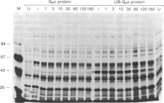 graphic file with name pnas00248-0031-d.jpg