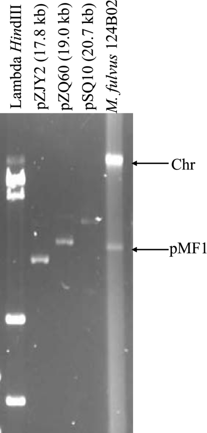 FIG. 1.