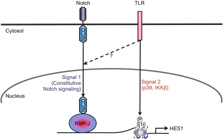 Figure 1