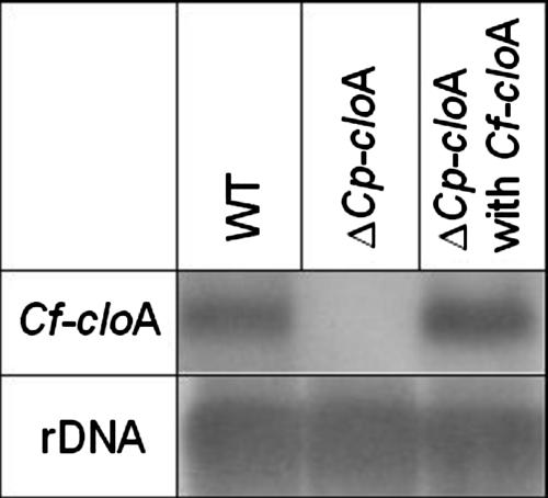 FIG. 5.