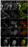 Fig. 9.