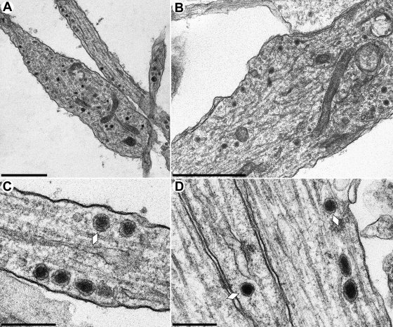 FIG. 2.