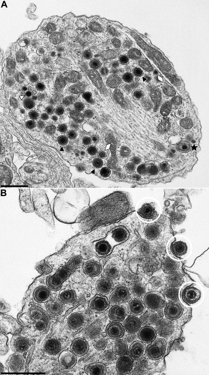 FIG. 6.