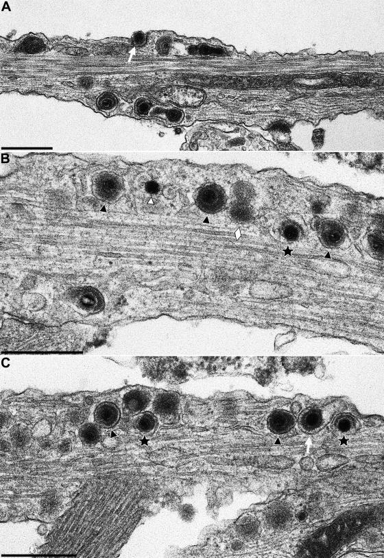 FIG. 5.