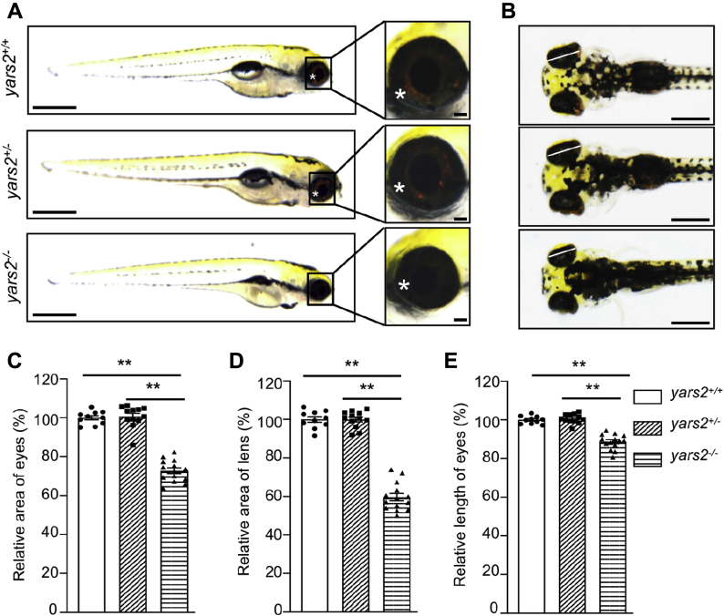 Figure 7