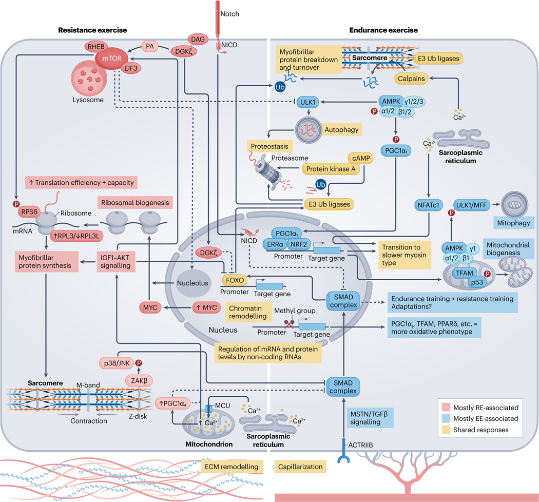 Fig. 3 |